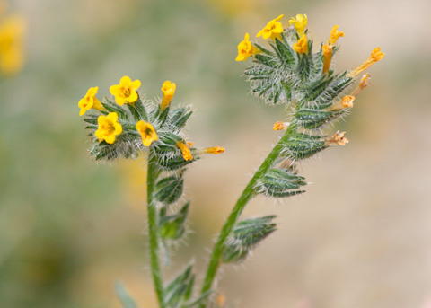 Common Fiddleneck, Amsinckia menziesii